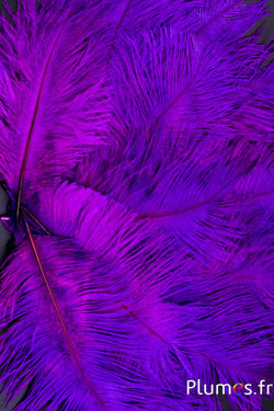 Autruche - 13-18 cm - fuchsia-violet